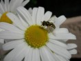 /album/natur/a05-mit-fliege-jpg/